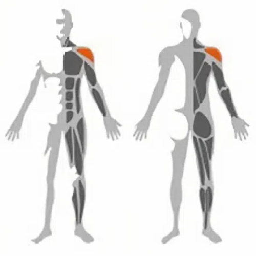 Bentover Lateral Raise Machine