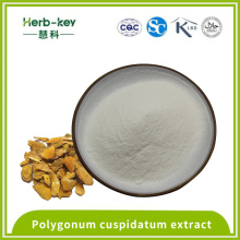 Analgésique Polygonum Cuspidatum Extrait 98% Resvératrol