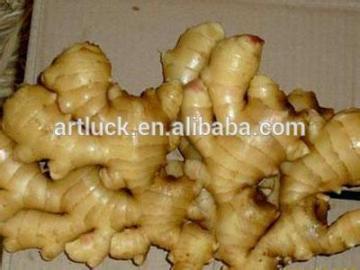 Fresh ginger