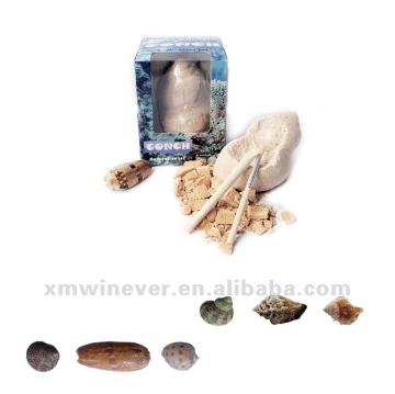 Small conch Excavation kits