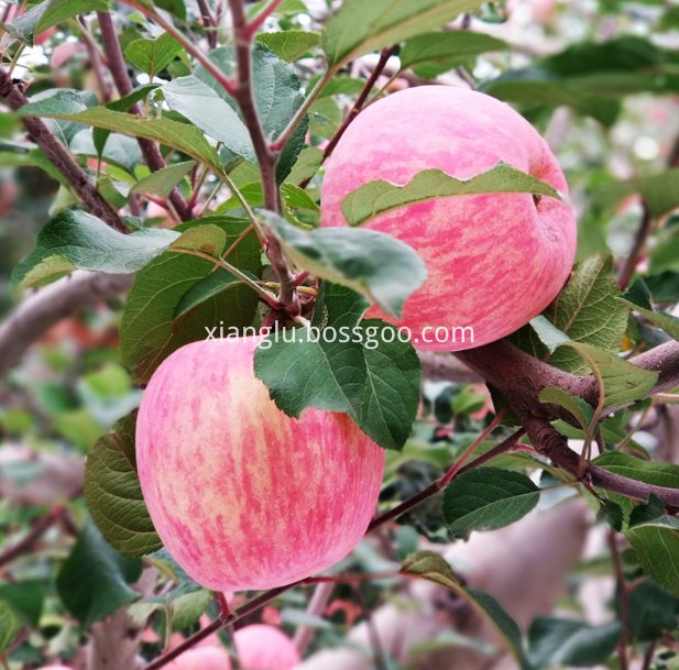 Frozen apple