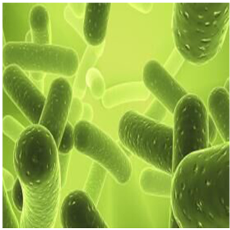 Lactobacillus Acidophilus