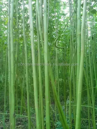 Hemp Harvester: Industrial Hemp Fiber Decortication Machine