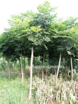 Koelrenteria Paniculata