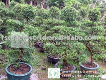 Carmona Microphylla bonsai