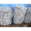 Buy High Quality Normal White Garlic