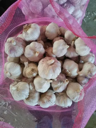 Sri lanka Colombo Market Standard Garlic