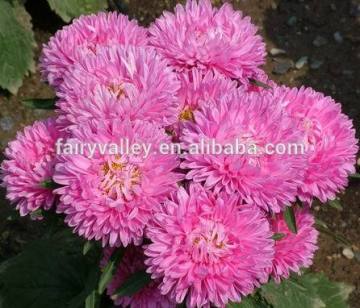 China asters seeds garden flowers seeds for sale