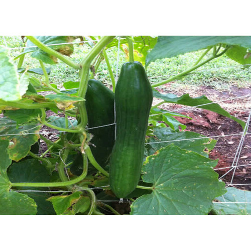 Rede de escalada de plantas rede de vegetais na rede agrícola