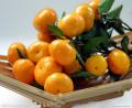 Nanfeng sweet sweet baby mandarin