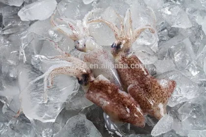 wild caught IQF north China baby squid