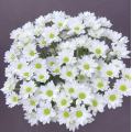 স্প্রে সাদা মাছ chrysanthemum