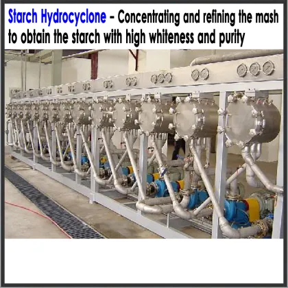 High yield native potato starch processing industry