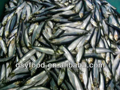 Frozen canned sardine