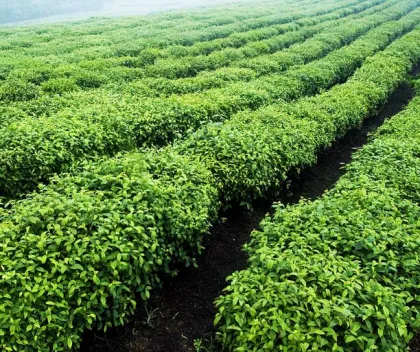 organic tea, dragon well organic green tea, west lake longjing tea