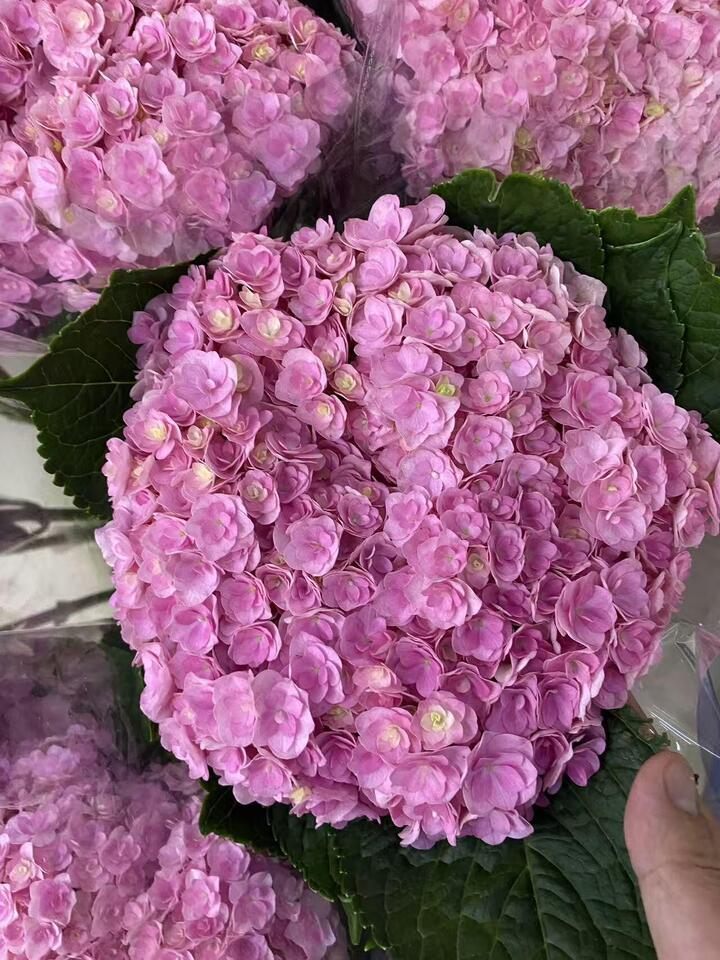 Pink double hydrangea