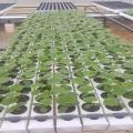 Greenhouse Hydroponics NFT PVC Pipe NFT PVC