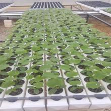 Greenhouse Customized Hydroponics NFT PVC Rohr