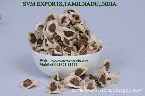 Moringa Oleifera PKM1 Suppliers