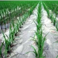 Film mulsa biodegradable untuk mencegah pertumbuhan rumput