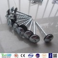 Wholesale umbrella head galvanized roofing nail