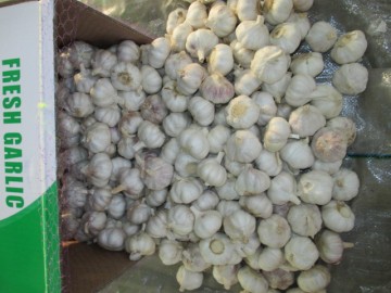 Crop 2020 Fresh Normal White Garlic