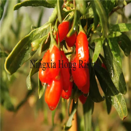 Fresh Himalayan goji berries wild wolfberries