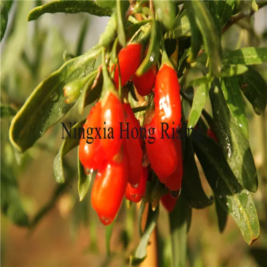 Fresh Himalayan goji berries wild wolfberries