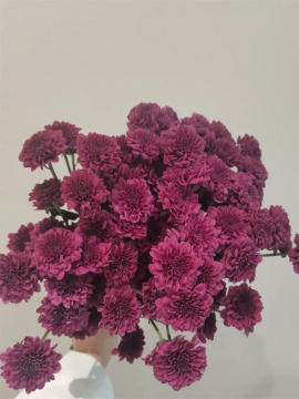 Kundi Pompon Spray Chrysanthemum