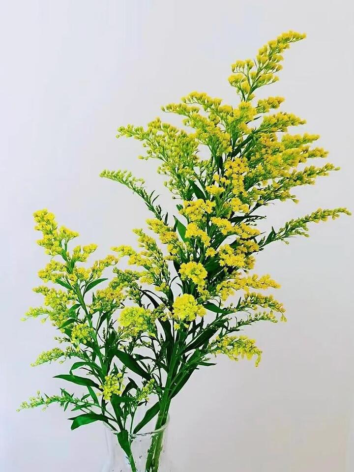 Canadian goldenrod