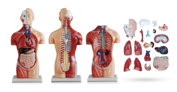 Gender-Neutral Torso Anatomy Model