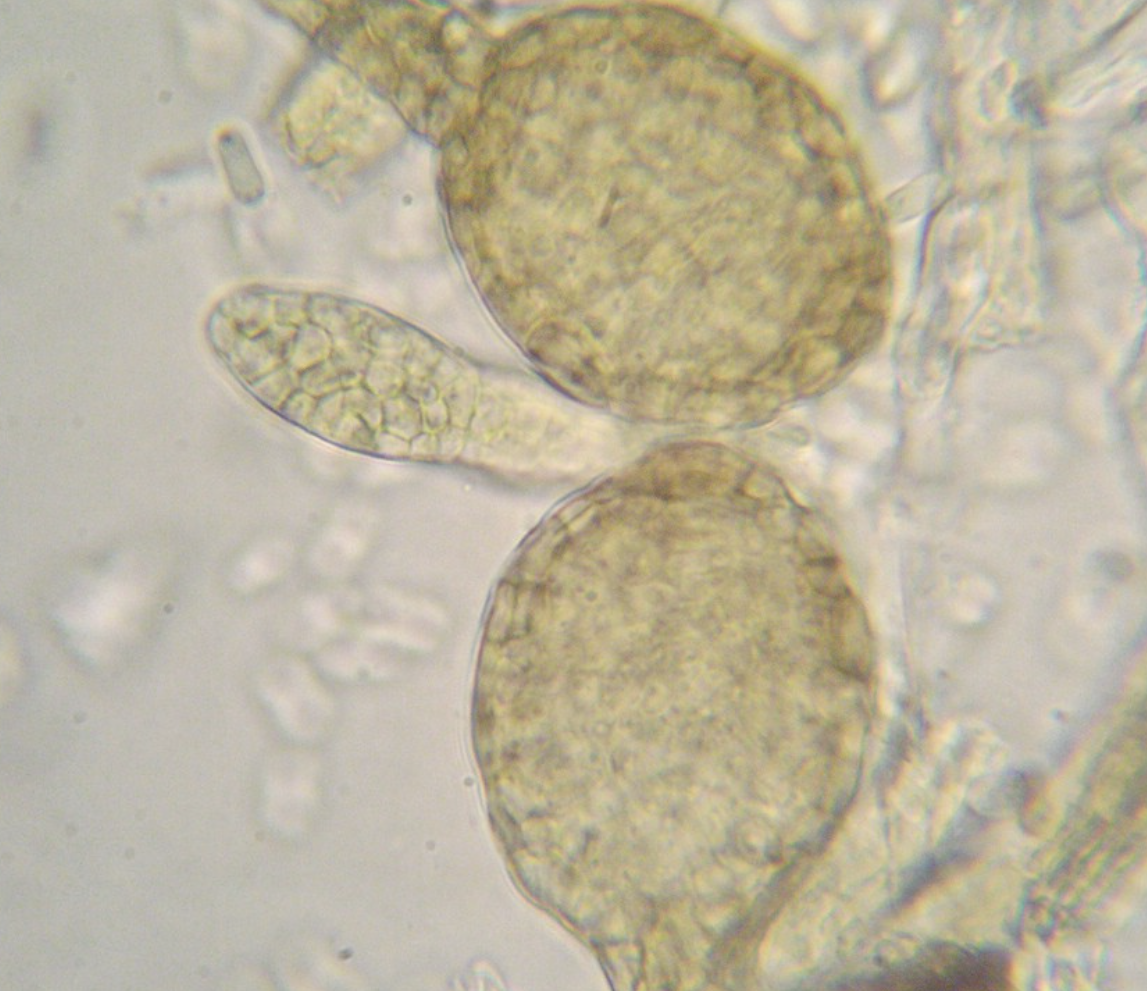 High Purity Coniothyrium Minitans