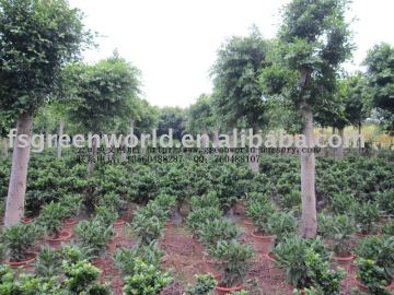 Ficus Nitida D12cm nursery