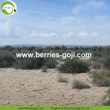 Buy Nutrition Healthy Black Wolfberry