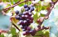 Exportateur Professinal pour le raisin rouge frais