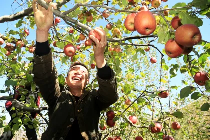 Apple cider vinegar powder