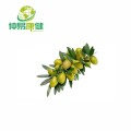 Olive Leaf Extract Oleuropein