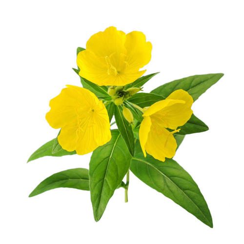 Evening Primrose Extract Sale