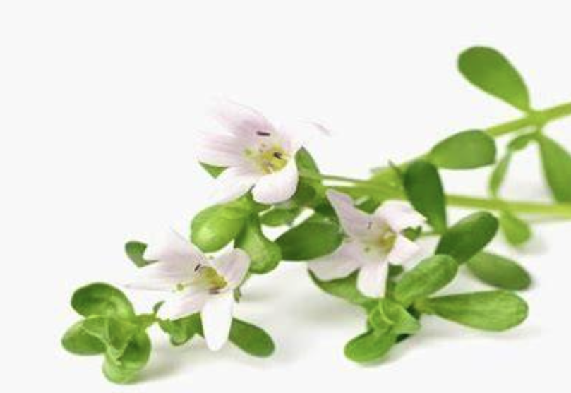 Bacopa Monnieri Extract Supplier