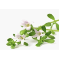 Extracto de Bacopa Monnieri para suplementos dietéticos