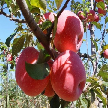 NEW CROP FRESH FUJI APPLE 2020