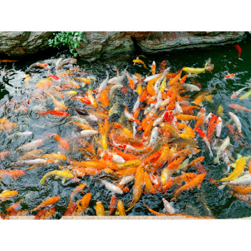 Dried Corn Steep Liquor Powder Animal feed Corn steep liquor CSLP Powder Additives Factory