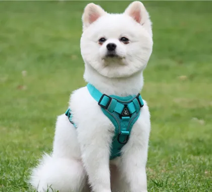 Nylon pet dog harness no pull custom