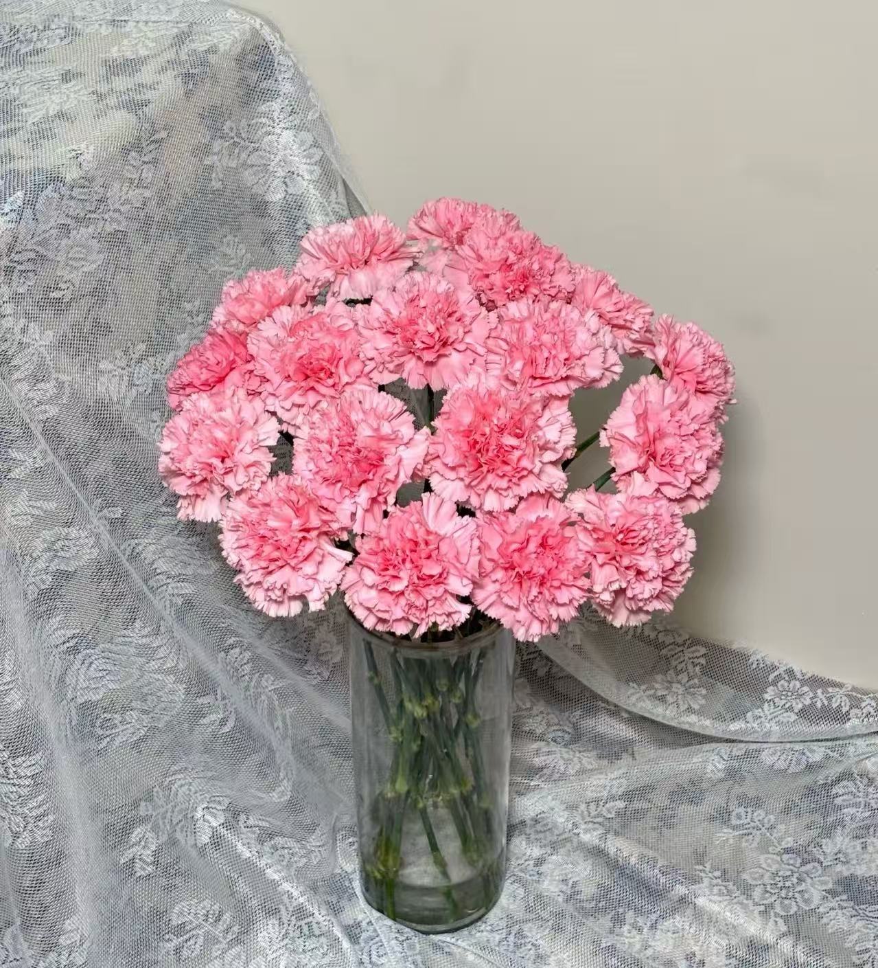 Single－headed carnation powder zhuan