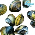 Vongole di fiume vive sostenibili e carne congelata lavata
