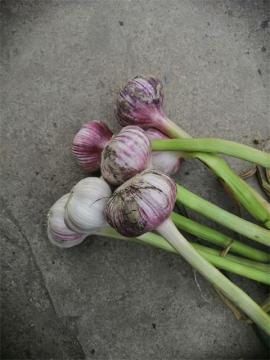 2020 Best Quality Normal White Garlic