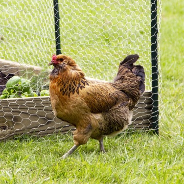Hot Dip Galvanized Poultry Netting Chicken Cage Wire Mesh Roll