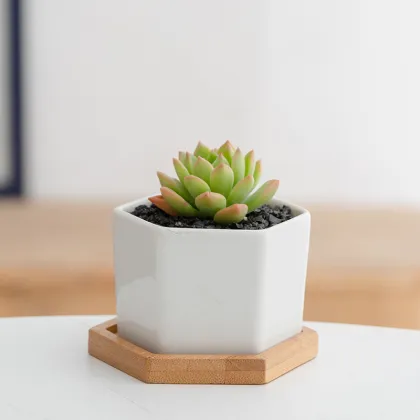 Modern White Ceramic Flower Pot with Bamboo Tray for Succulents
