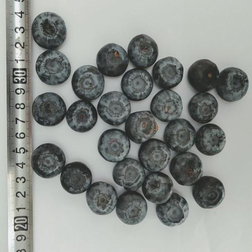 China High Quality Freeze Dried Blueberry Factory