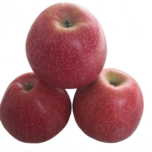 High Level Fruits Fresh Fuji Apples China Manufacturer